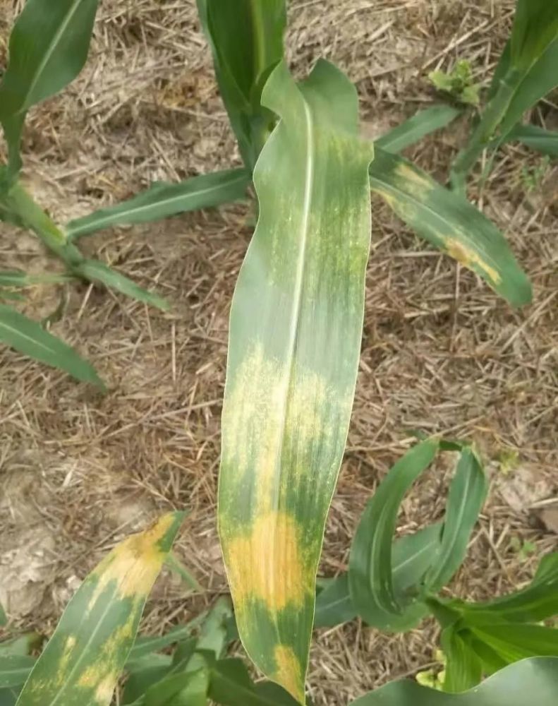 伏天到来,谨防玉米黄叶,白边,烂边病害!怎么回事?