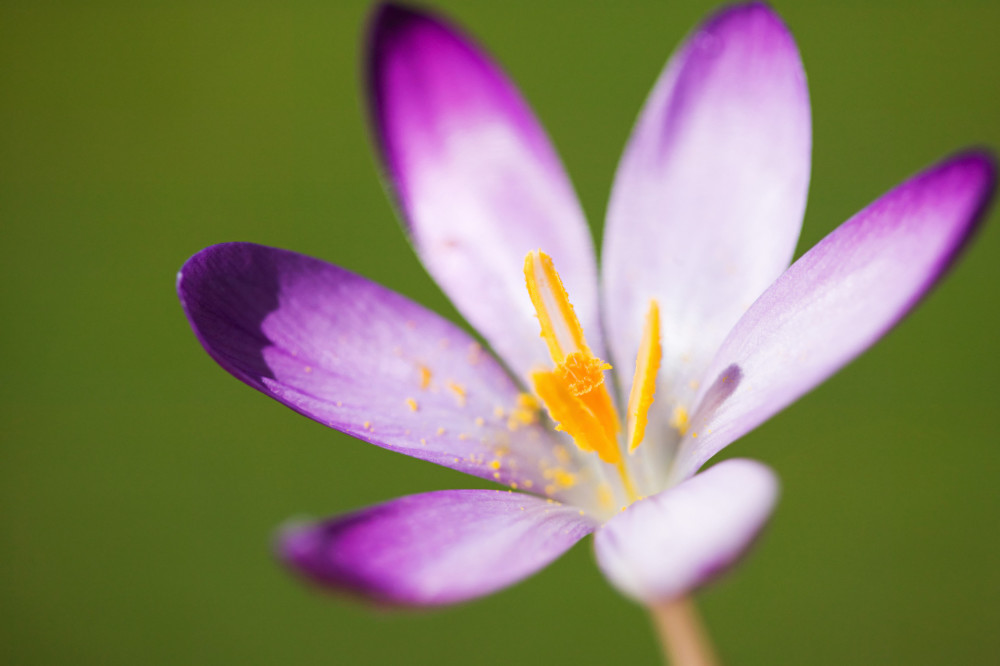 每一种花的花语背后都有着一个凄美的故事——番红花
