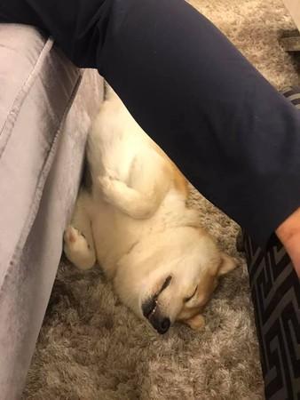 烈日下主人坚持单手抱30斤狗狗太爱它怕它受伤了