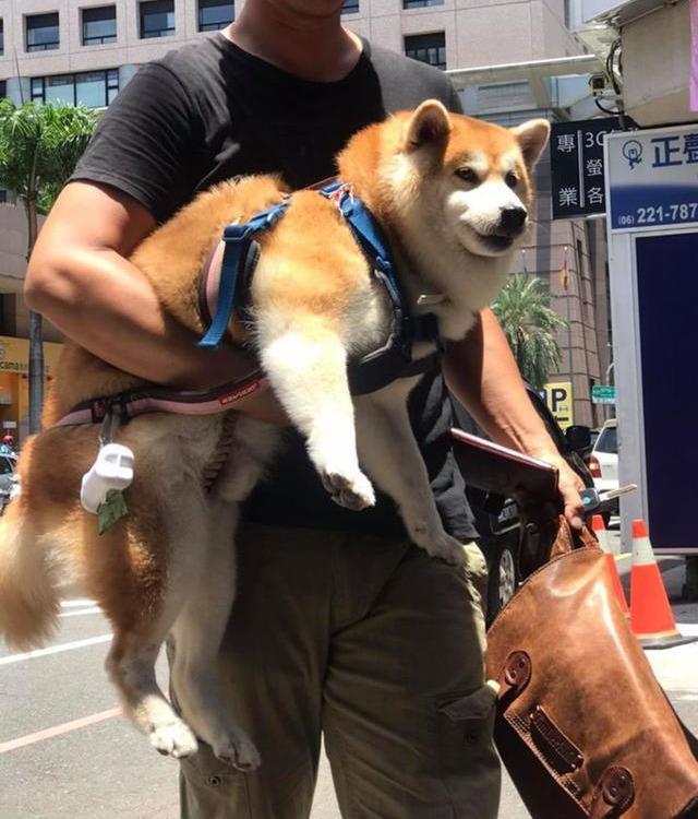 烈日下主人坚持单手抱30斤狗狗太爱它怕它受伤了