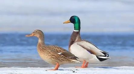 绿头鸭|【走进台科】绿头鸭：安能辨我是雌雄