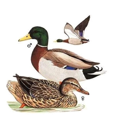 绿头鸭|【走进台科】绿头鸭：安能辨我是雌雄