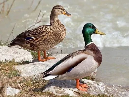 绿头鸭|【走进台科】绿头鸭：安能辨我是雌雄