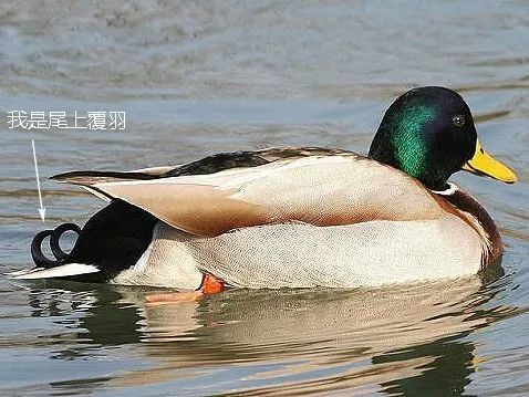 绿头鸭|【走进台科】绿头鸭：安能辨我是雌雄