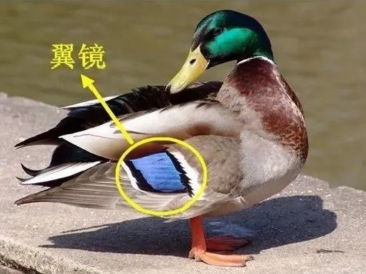 绿头鸭|【走进台科】绿头鸭：安能辨我是雌雄