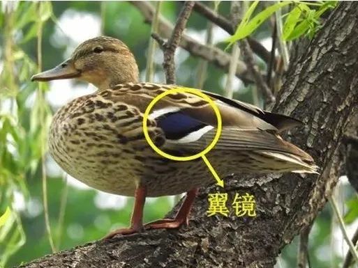 绿头鸭|【走进台科】绿头鸭：安能辨我是雌雄