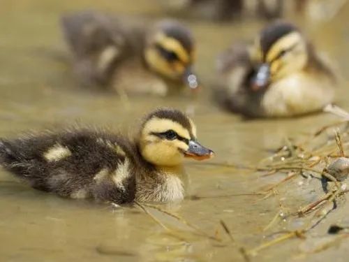 绿头鸭|【走进台科】绿头鸭：安能辨我是雌雄