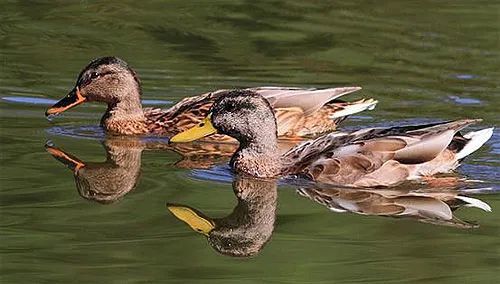 绿头鸭|【走进台科】绿头鸭：安能辨我是雌雄