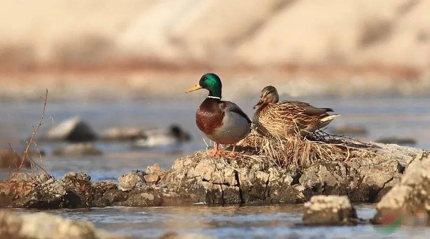 绿头鸭|【走进台科】绿头鸭：安能辨我是雌雄