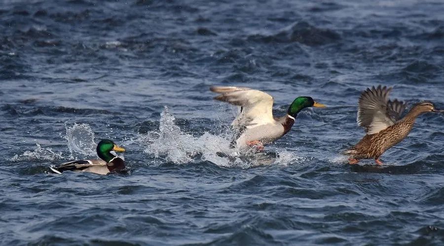 绿头鸭|【走进台科】绿头鸭：安能辨我是雌雄
