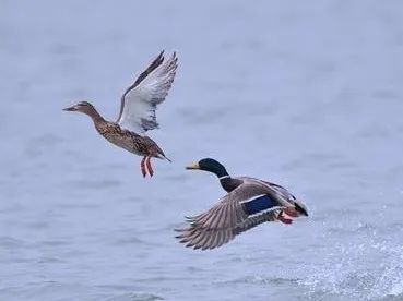 绿头鸭|【走进台科】绿头鸭：安能辨我是雌雄