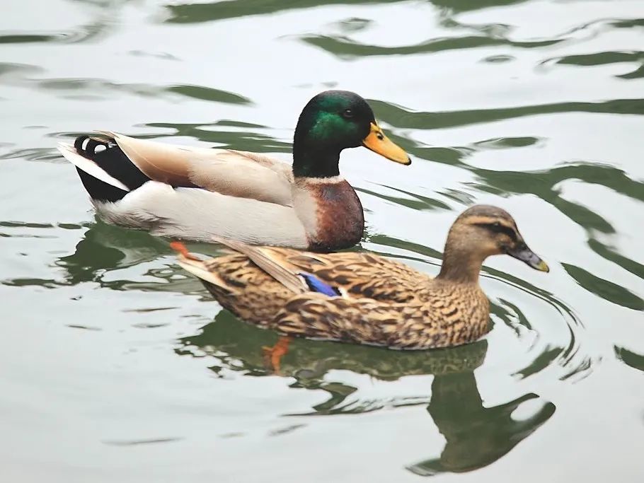 绿头鸭|【走进台科】绿头鸭：安能辨我是雌雄