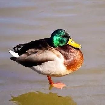 绿头鸭|【走进台科】绿头鸭：安能辨我是雌雄