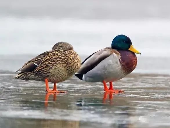 绿头鸭|【走进台科】绿头鸭：安能辨我是雌雄