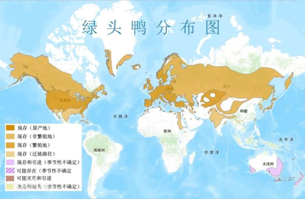 绿头鸭|【走进台科】绿头鸭：安能辨我是雌雄