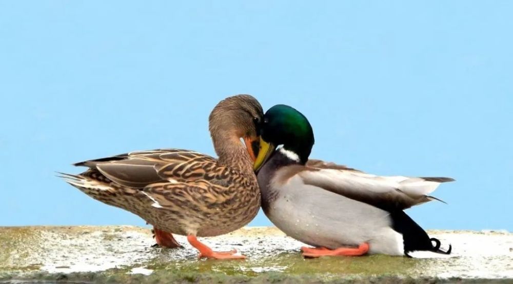 绿头鸭|【走进台科】绿头鸭：安能辨我是雌雄
