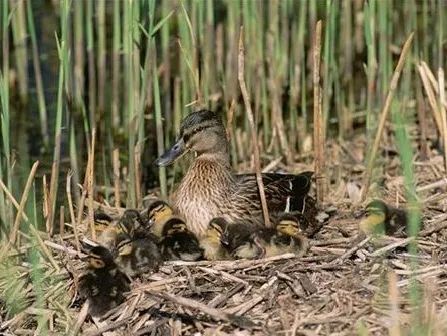 绿头鸭|【走进台科】绿头鸭：安能辨我是雌雄