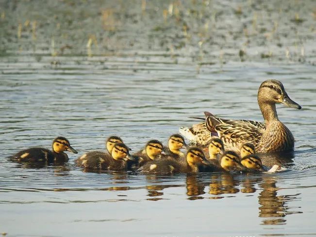 绿头鸭|【走进台科】绿头鸭：安能辨我是雌雄