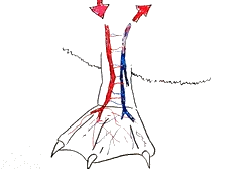 绿头鸭|【走进台科】绿头鸭：安能辨我是雌雄
