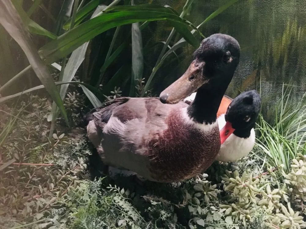 绿头鸭|【走进台科】绿头鸭：安能辨我是雌雄