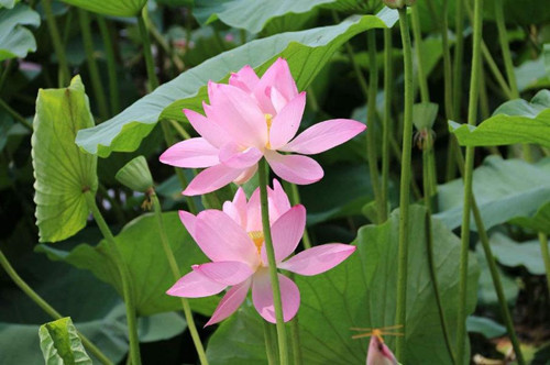 对联|史上最难上联：荷花荷叶莲蓬藕，已流传百年，至今无一人能对出