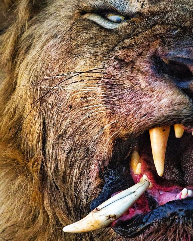 挂牙雄狮.查尔斯顿