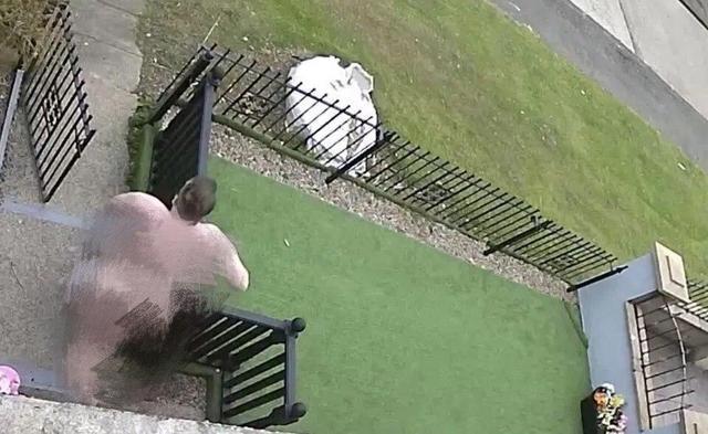 英国_社会|怀疑外甥女被绑架，英国青年来不及穿衣就追出家门，视频被老爸发网上，红了