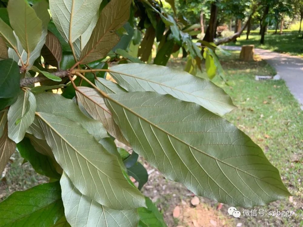 在陸地也能生根發芽的海飄植物——長柄銀葉樹_騰訊新聞