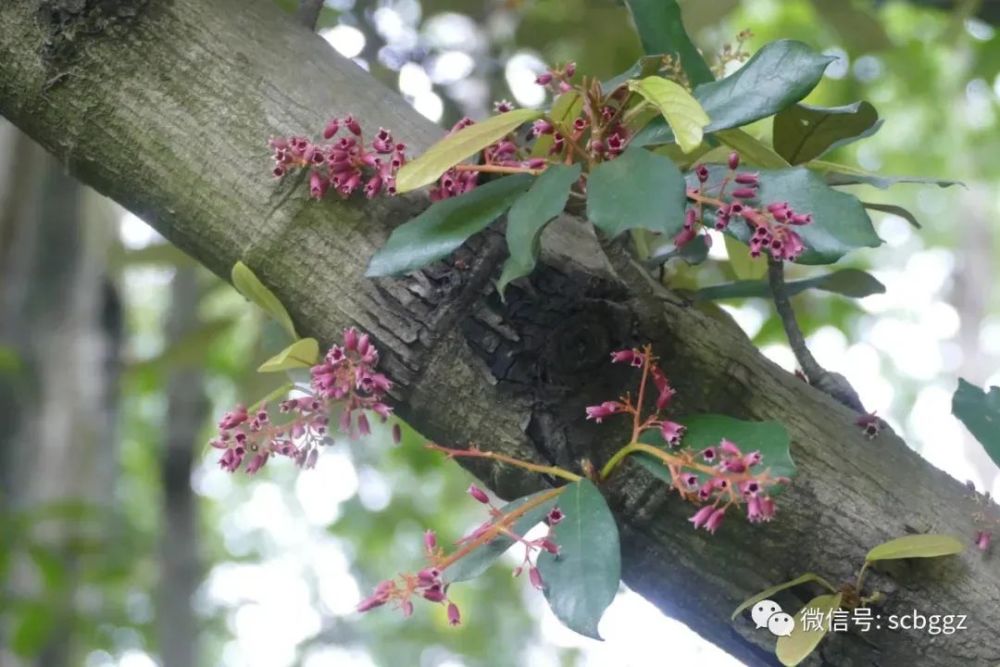 在陆地也能生根发芽的海飘植物——长柄银叶树