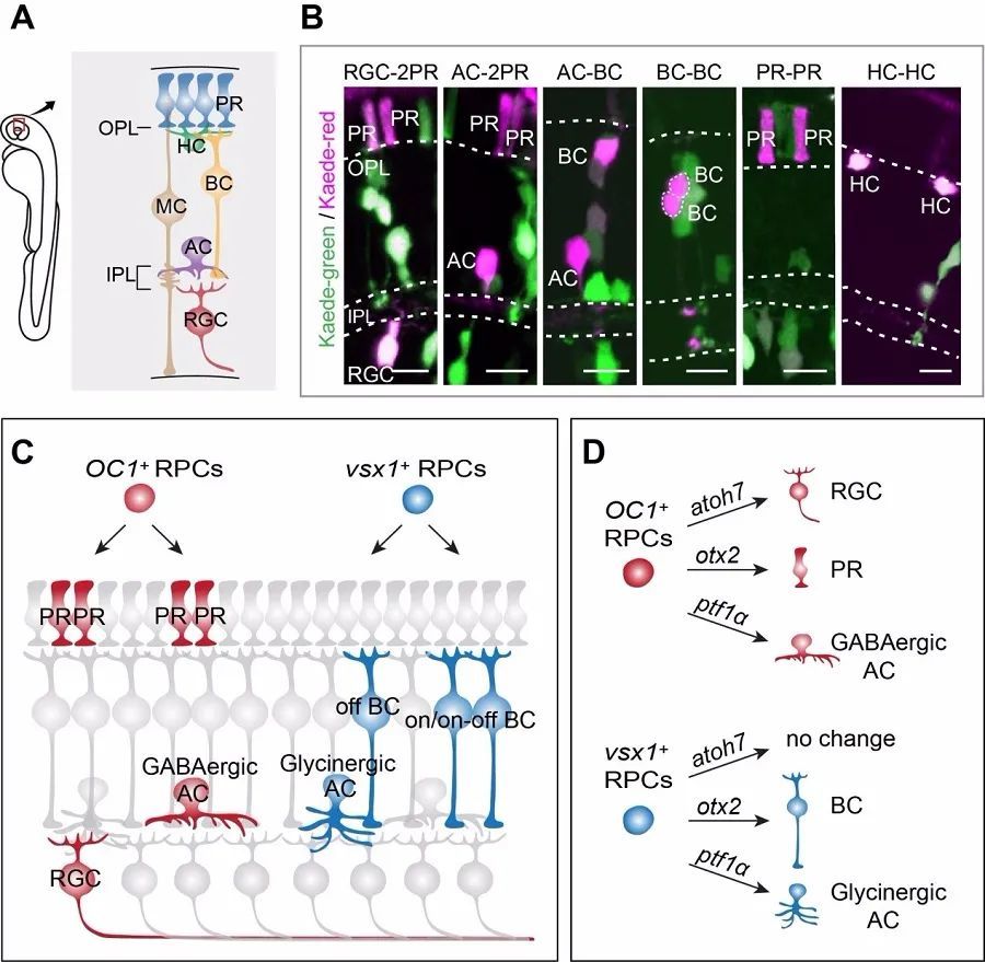 神经元|JCB：何杰等揭示视网膜神经元产生的谱系规则，助力再生医学