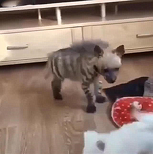 斑马|男子花50买了条丑狗，1个月后发现了端倪：怎么长得跟斑马似的？