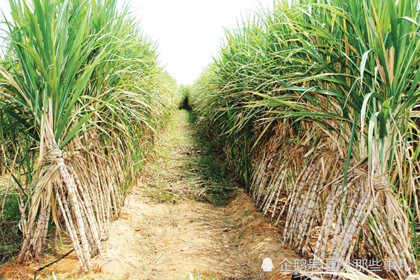 甘蔗|甘蔗地发现13女尸，如今又发现3具女性尸体，全遭人残忍杀害