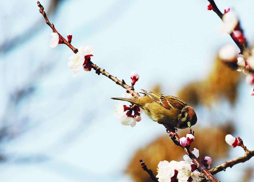 天净沙·即事|难得见到心上人，大文豪一开心写篇奇文，28字全是叠字，叹为观止