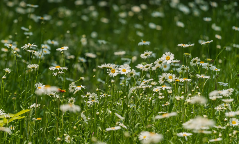 天净沙·即事|难得见到心上人，大文豪一开心写篇奇文，28字全是叠字，叹为观止
