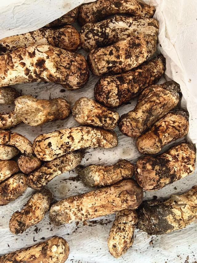 媲美冬虫夏草的菌子在原始山林里才能采到一斤才200多