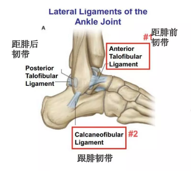 常見的損傷原因是踝關節向內翻轉,同時足向內旋轉扭傷,距腓前韌帶最先