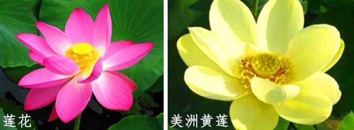 荷花和莲花是一回事吗