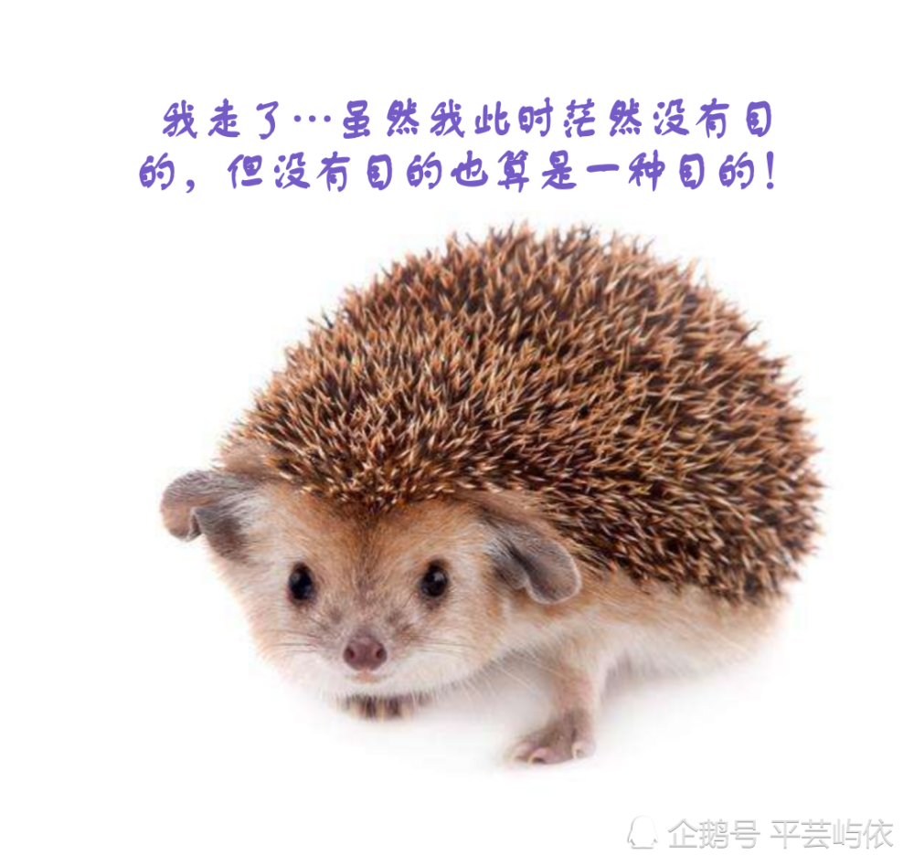 我不愿再做爱情里的那只刺猬了,余生安好,永世不见!