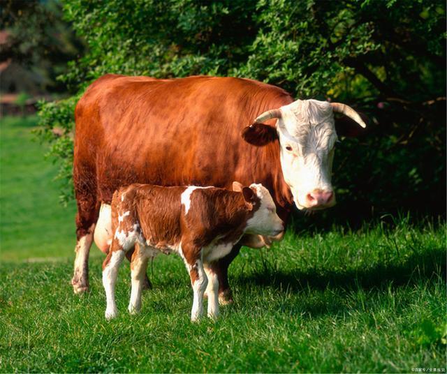 春夏秋冬四个季节,科尔沁牛都该注意哪些问题?_腾讯新闻