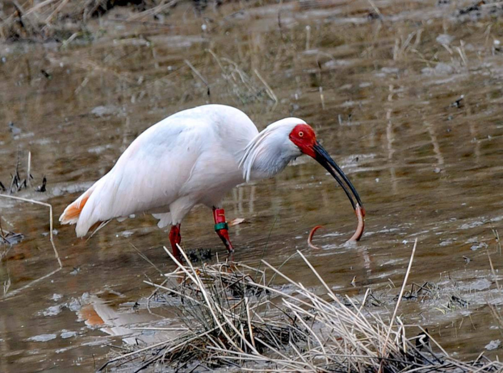 比大熊猫还珍贵的朱鹮,在中国能繁衍,为啥在日本却灭绝?