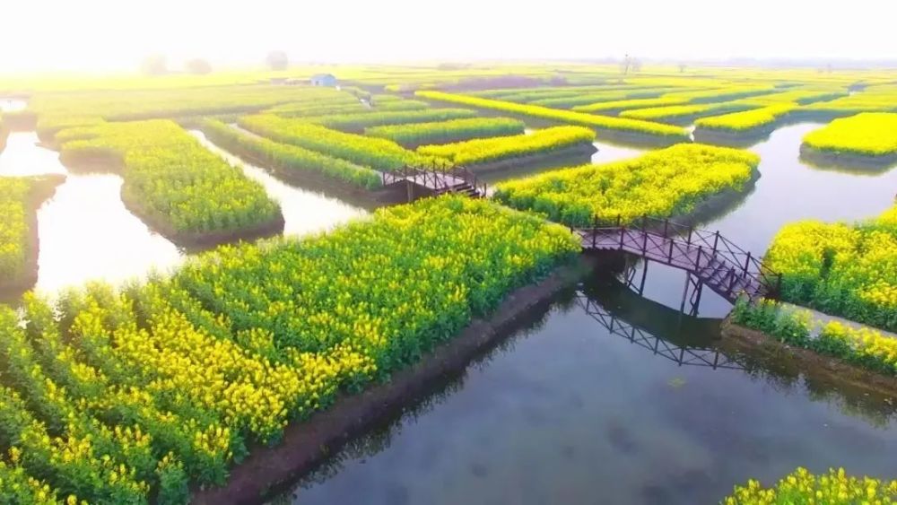 兴化千垛花海举世无双板桥家书万古流芳