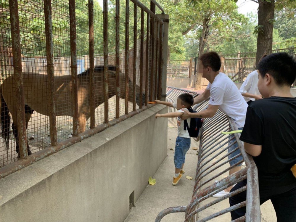 北京动物园|“上阵”父子兵！北京动物园层层防护没挡住这帮 “投手”