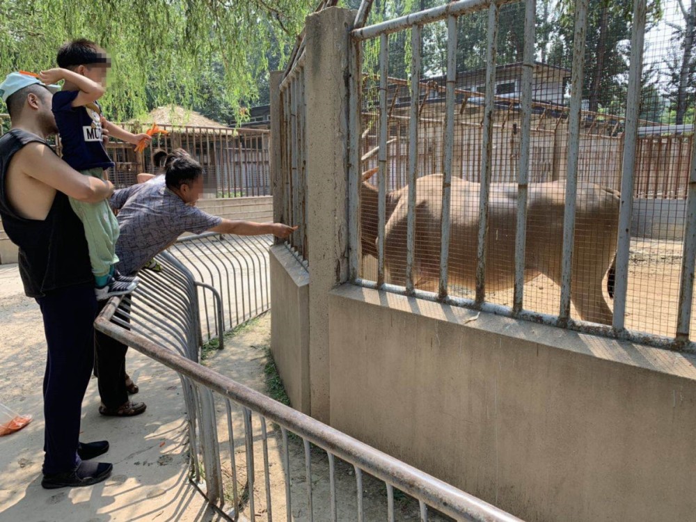 北京动物园|“上阵”父子兵！北京动物园层层防护没挡住这帮 “投手”
