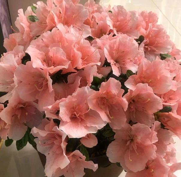 盆栽四季杜鹃 注意3点 枝繁叶茂 花团锦簇 病虫害少 腾讯新闻