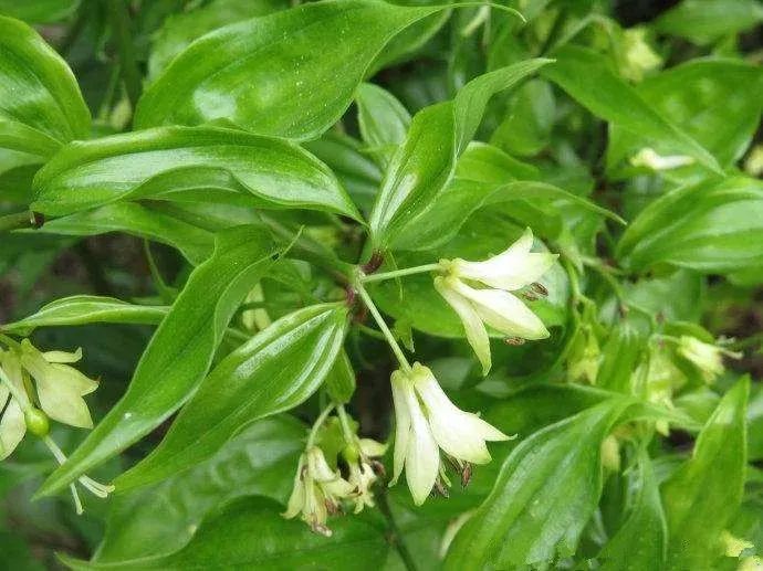 民间草药万寿竹