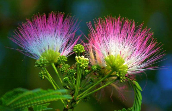 扬之水|只生欢喜不生愁