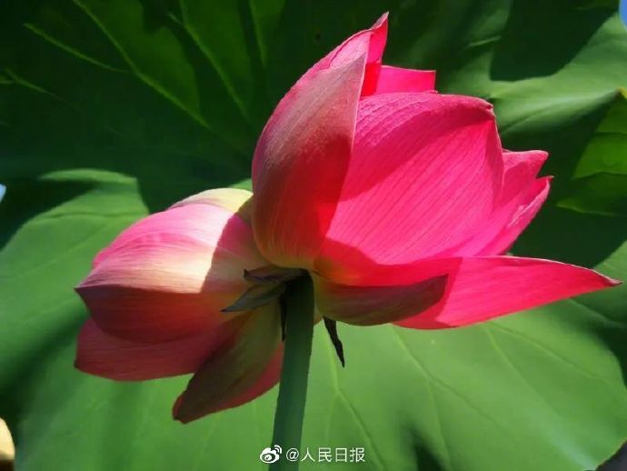 圆明园|罕见！圆明园再现并蒂莲