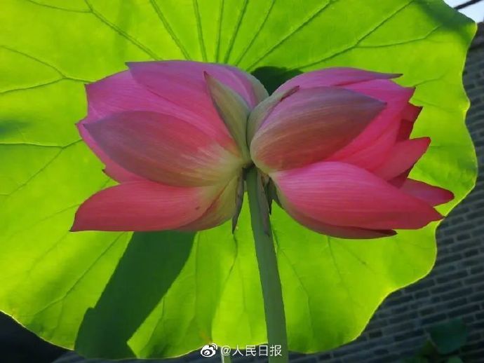 圆明园|罕见！圆明园再现并蒂莲