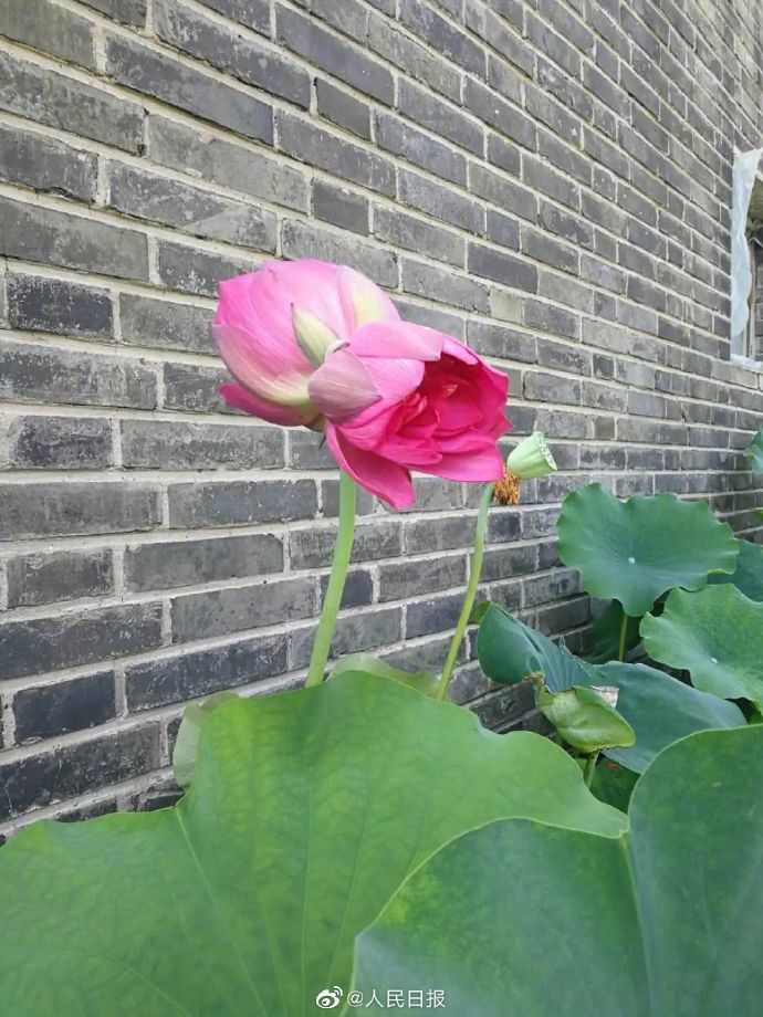 圆明园|罕见！圆明园再现并蒂莲