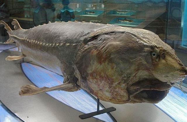 淡水鱼|这鱼进化了1亿年，是中国最大淡水鱼，没有天敌，却败给中国吃货